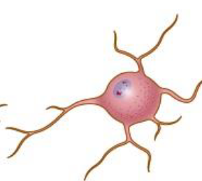 <p>myelinate axons and insulate electrical impulses</p>