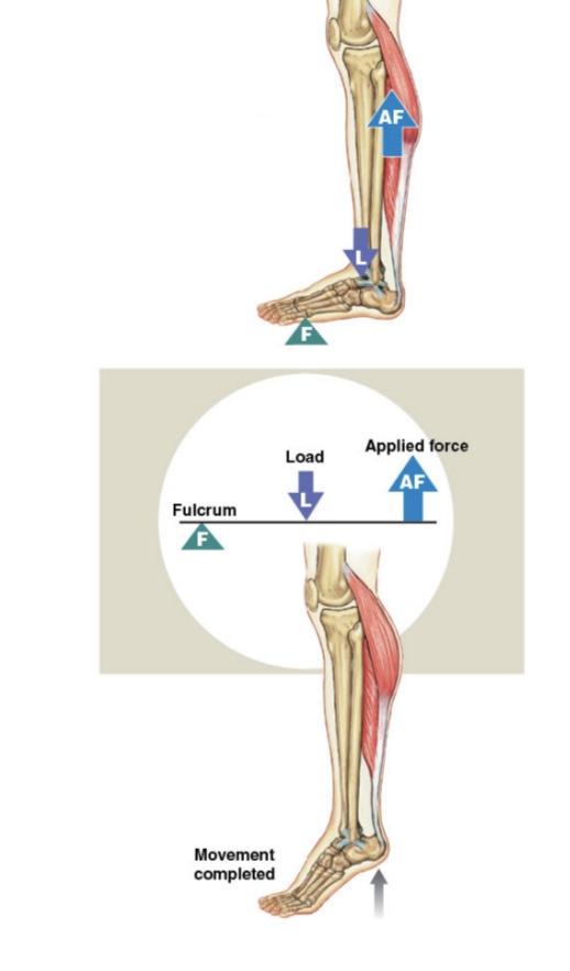 <p>Load and force are located on the same side of the fulcrum: Fulcrum, load, force </p>