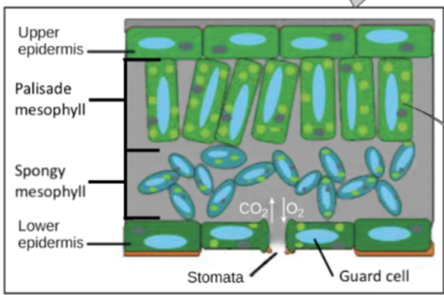 <p>bottom of the leaf</p>