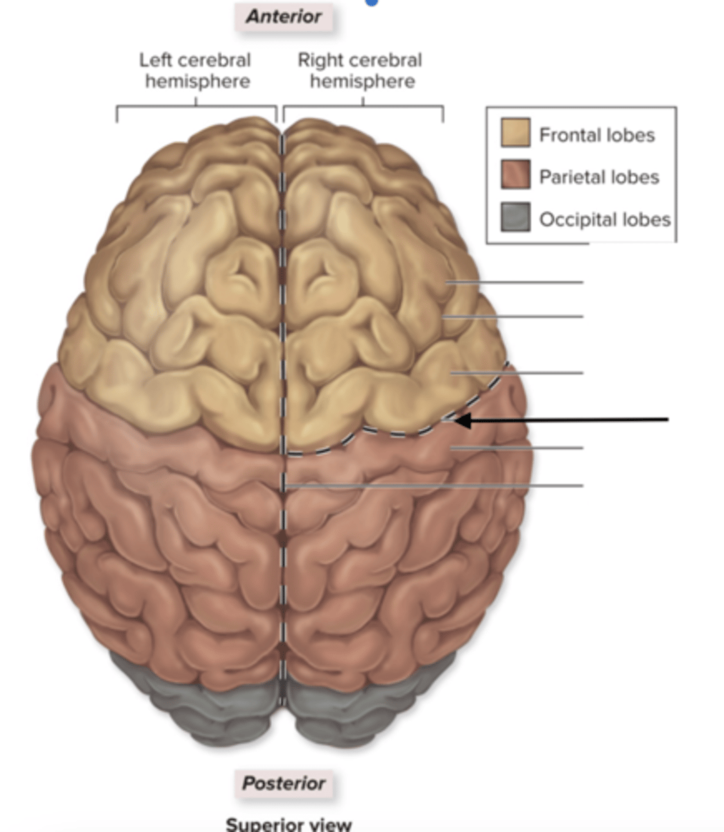 <p>groove in the brain that separates the frontal lobe from the parietal lobe and divides the precentral gyrus (primary motor cortex) in front from the postcentral gyrus (primary somatosensory cortex) behind.</p>