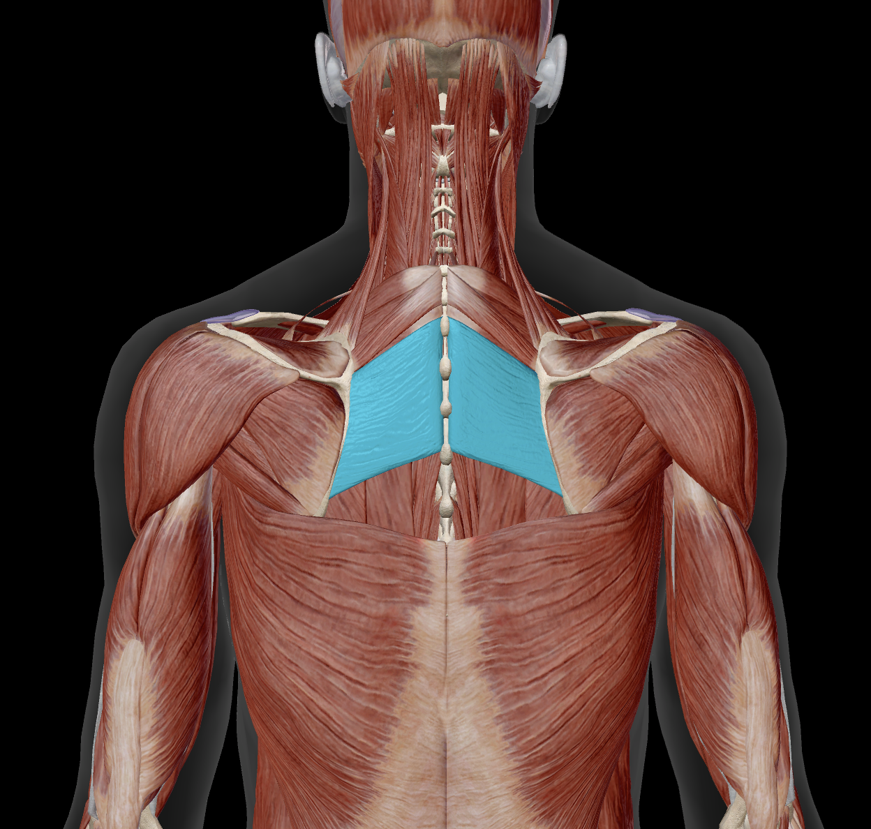 <p>proximal attachments?</p>