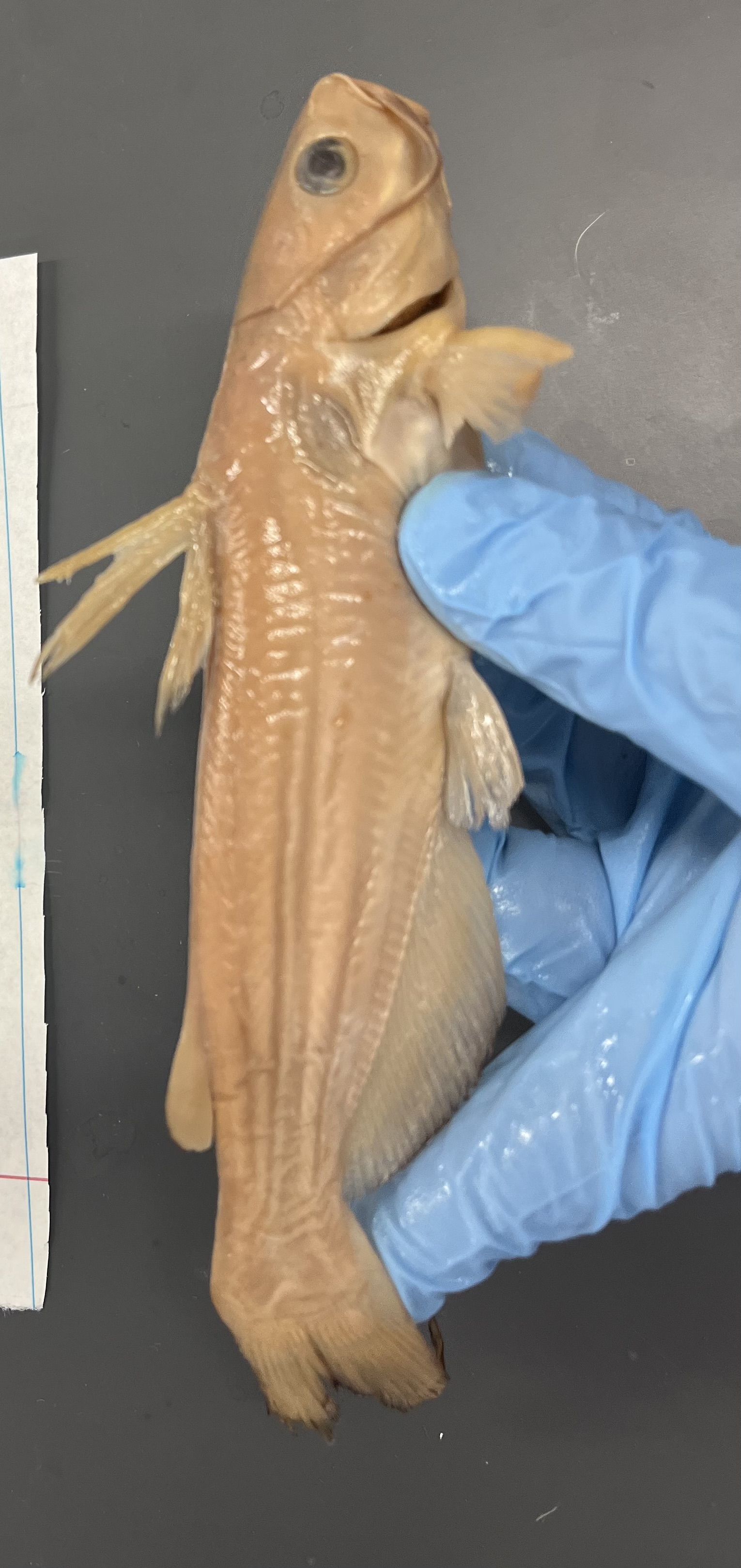 <p>Light body</p><p>Outline on fins</p><p>Small mouth</p><p>Brown dots (like freckles)</p><p>Long anal fin</p>