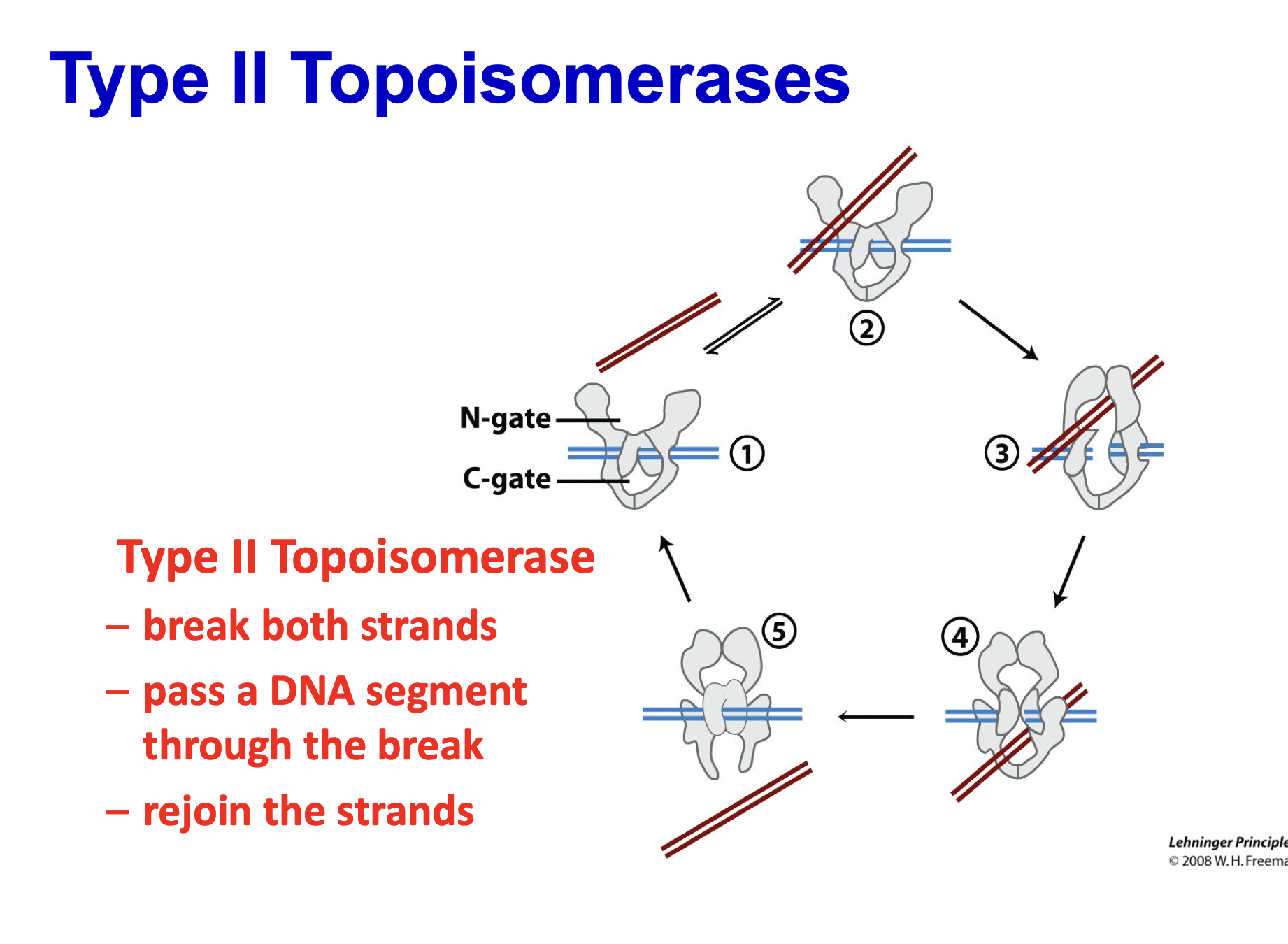 <p>Type 2 breaks both strands, passes a dna sequence through the break, rejoin the strands</p>