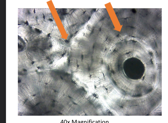 <p>what tissue is this </p>