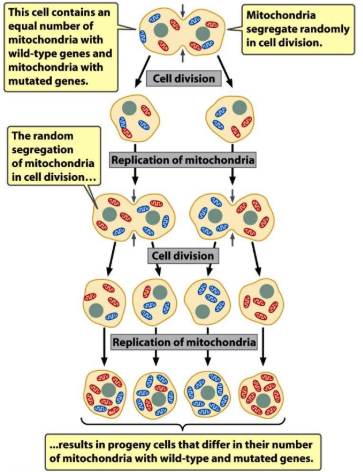 <p><strong><u>homoplasmy</u></strong> - every mitochondrial genome carries the causative variant</p><p><strong><u>heteroplasmy</u></strong> - contain mixed population of normal &amp; variant genomes in each cell</p>