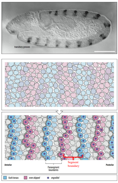 <ul><li><p>Pair-rule gene products, in turn, regulate the expression of Segment polarity genes (e.g., engrailed (en), wingless (wg), hedgehog (hh)). </p></li><li><p>Segment polarity genes are expressed in narrow stripes within each of the 14 parasegments, typically one or two cells wide. </p></li><li><p>They establish and maintain the boundaries between parasegments (and later segments) and define the anterior-posterior polarity within each segment. </p></li><li><p>They often participate in signalling loops (e.g., Wg and Hh) to stabilize these patterns.</p></li></ul><p></p>