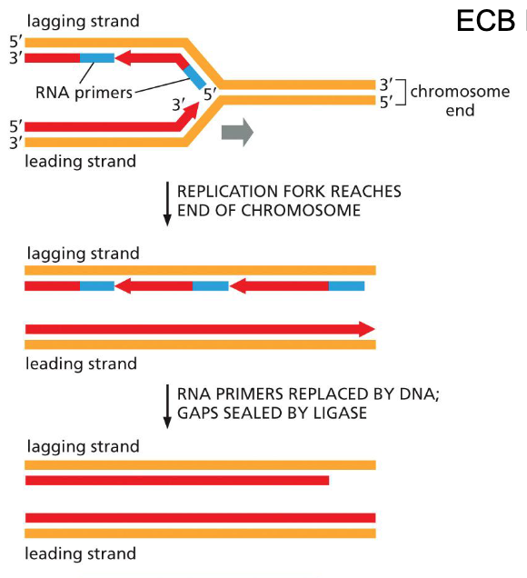 <p>On the lagging strand, after the removal of the last primer, nothing to replace lost segment — loss of sequence information on the 5’ end of daughter DNA</p>