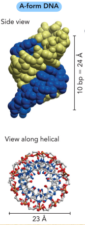 <ul><li><p>Short and wide</p></li><li><p>Right-handed</p></li><li><p>Dehydrated (cannot bind to water)</p></li><li><p>Compacted form of DNA</p></li><li><p>No major and minor grooves</p></li></ul><p></p>