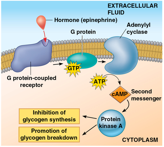 <p>regulates many organs in response to stressful situations</p><ul><li><p>on extracellular fluid side, binds to G protein-coupled receptor in target cell membrane</p></li><li><p>using GTP, G protein interacts with adenylyl cyclase in the cell membrane to create cyclic AMP (cAMP) using ATP</p></li><li><p>cAMP activates protein kinase A = inhibits glycogen synthesis, promotes glycogen breakdown</p></li></ul><p></p>