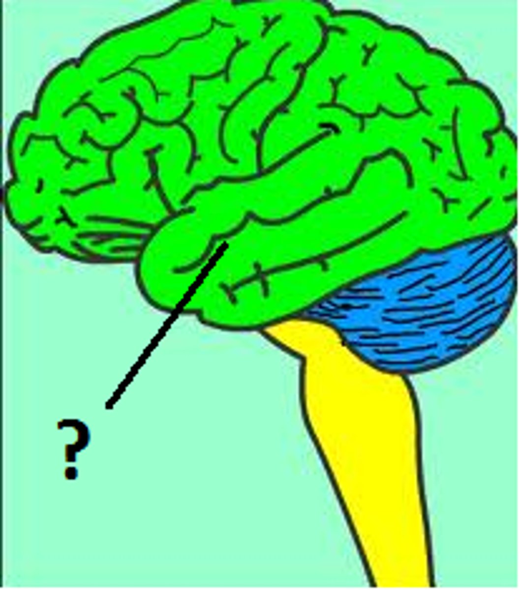 <p>The largest part of the brain. Divided into two hemispheres (right and left halves). It is also broken into four different lobes.</p><p>Green area with question mark in the diagram.</p>