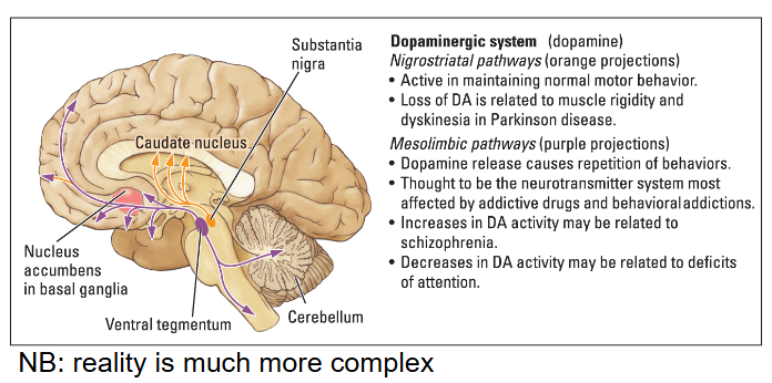 <ul><li><p>Located in the <em>Basal Ganglia.</em></p><p><em>Nigrostriatal pathway</em></p><ul><li><p>Dopamine regulates motor behavior.</p></li><li><p>An insufficiency leads to Parkinson</p></li></ul><p><em>Mesolimbic pathway</em></p><ul><li><p>Dopamine regulates reward and pleasure</p></li><li><p>An abundancy is linked to Schizophrenia</p></li><li><p>An insufficiency is linked to ADHD</p></li></ul></li></ul><p></p>