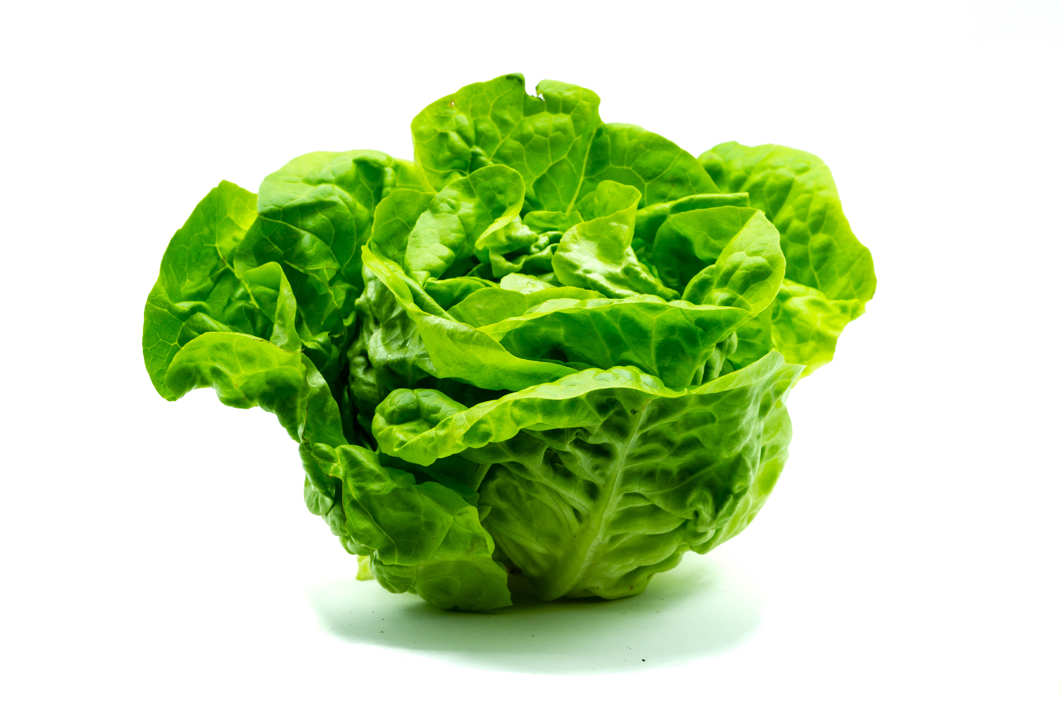 <p>lechuga</p>