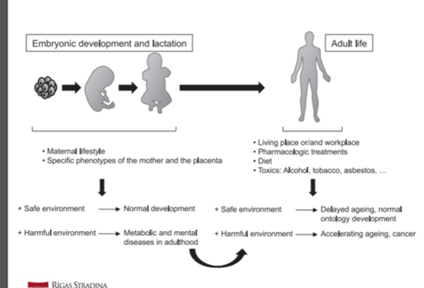 <p>Two different scenarios are illustrated (embryonic/ lactation stages and adult life), in which different factors associated with safe or harmful environment can determine alterations during life development. The effects in adulthood of alterations occurring in early stages are also shown.</p>