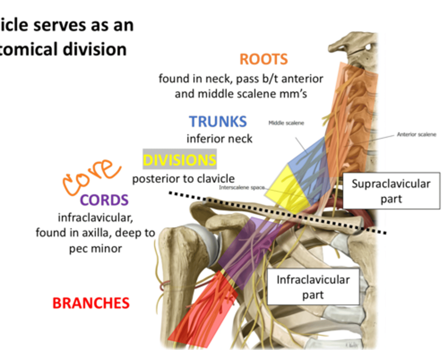 <p>neck</p>
