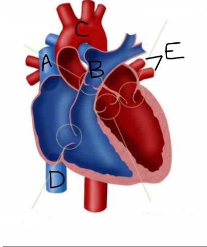 <p>Which site represents the pulmonary vein?</p>