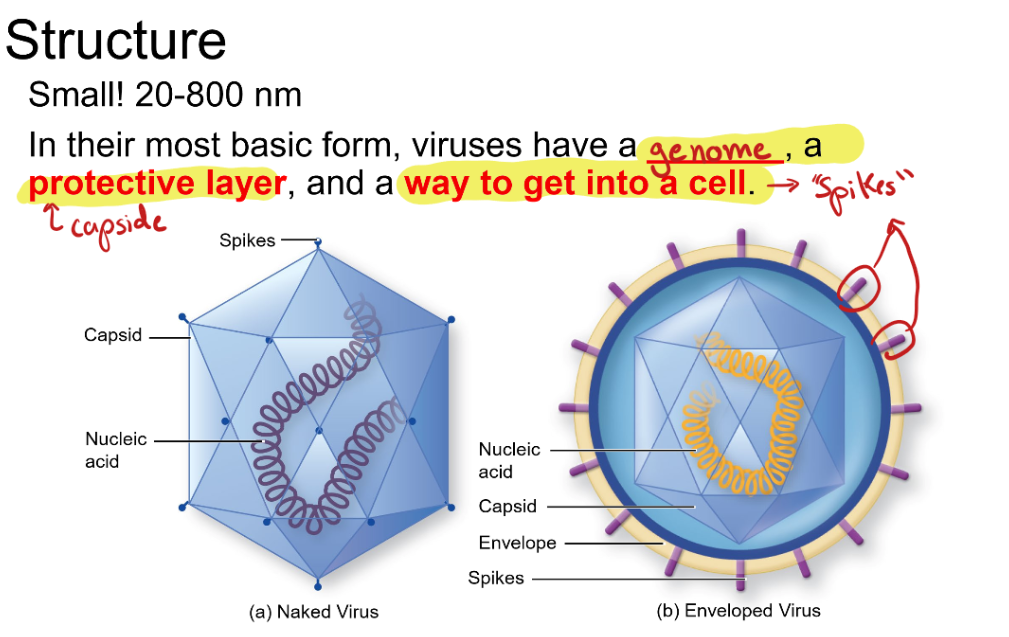 <p>Viruses have a genome, protective layer, and spikes</p><p>Genomes carry the nucleic acid DNA, the protective layer is a capsid, and the spikes are for a way to get into a cell </p>