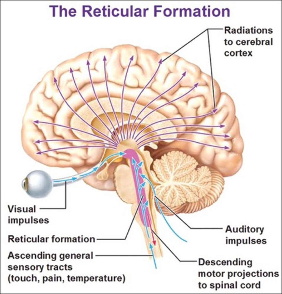 <p>brain area that plays a key role in arousal; nerve network that travels through brainstem &amp; thalamus; plays important role in controlling arousal; "netlike"</p>