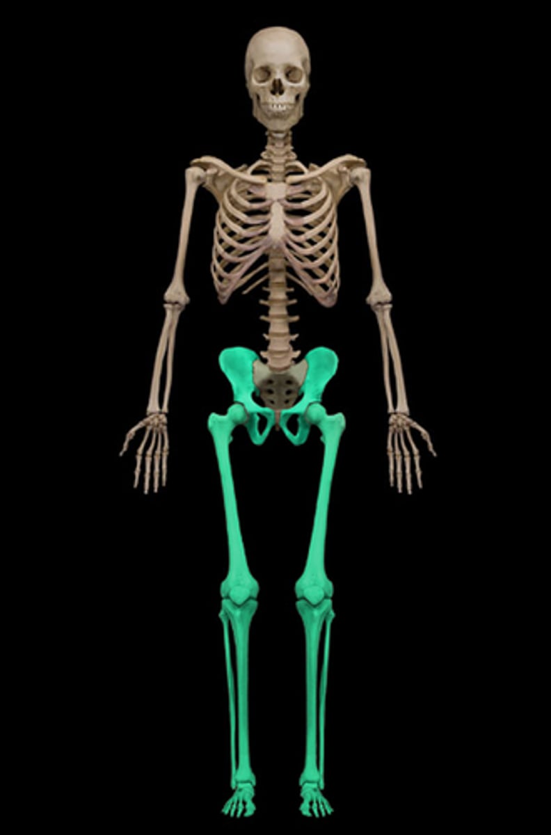 <p>Name the bones of the lower limbs.</p>