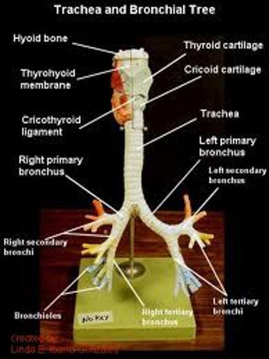 <p>posterior to hear</p><p>made of C shaped rings of cartilage- not complete rings to allow for esophagus to expand; structure and support to prevent collapse</p><p>branches into primary bronchi</p>