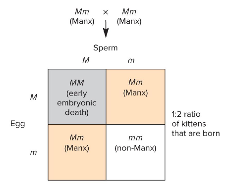 <p>Fill in the blank…</p><p>A lethal allele may produce ratios that deviate from Mendelian ratios. </p><p>Ex) The Manx cat carries a ( ) mutation that affects the spine and shortens the tail. It is lethal for ( ).</p>