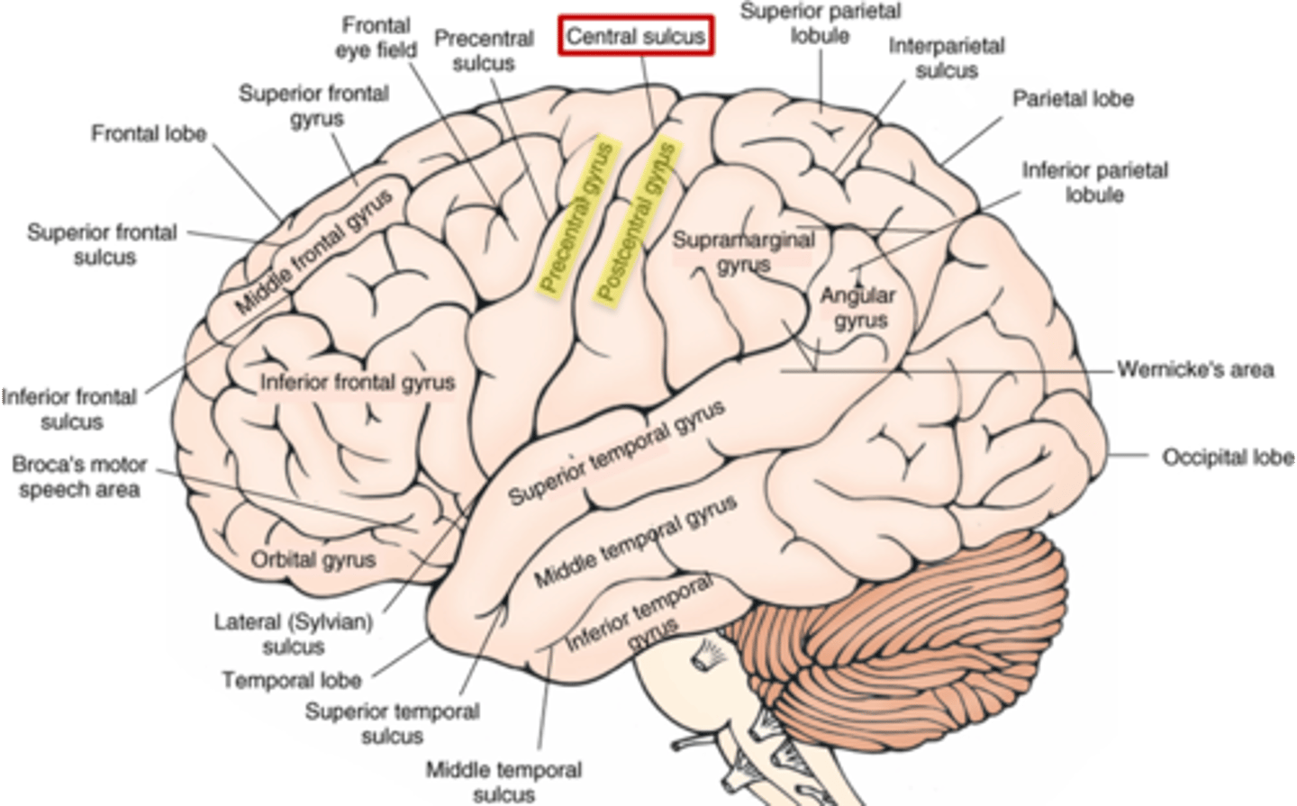 <p>central sulcus</p>