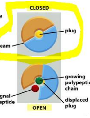 <p>The complex first when closed operates as two functional units and a plug for the pore. Once opened the plug is moved to the side and the polypeptide can pass through. Once the signal peptide is through the complex changes shape opening on one side to allow the signal peptide to come up into the membrane. Once in the membrane the complex changes confirmation and is able to expel the signal peptide to the membrane to be destroyed. </p>