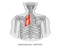 <p>between scapula and spine</p>