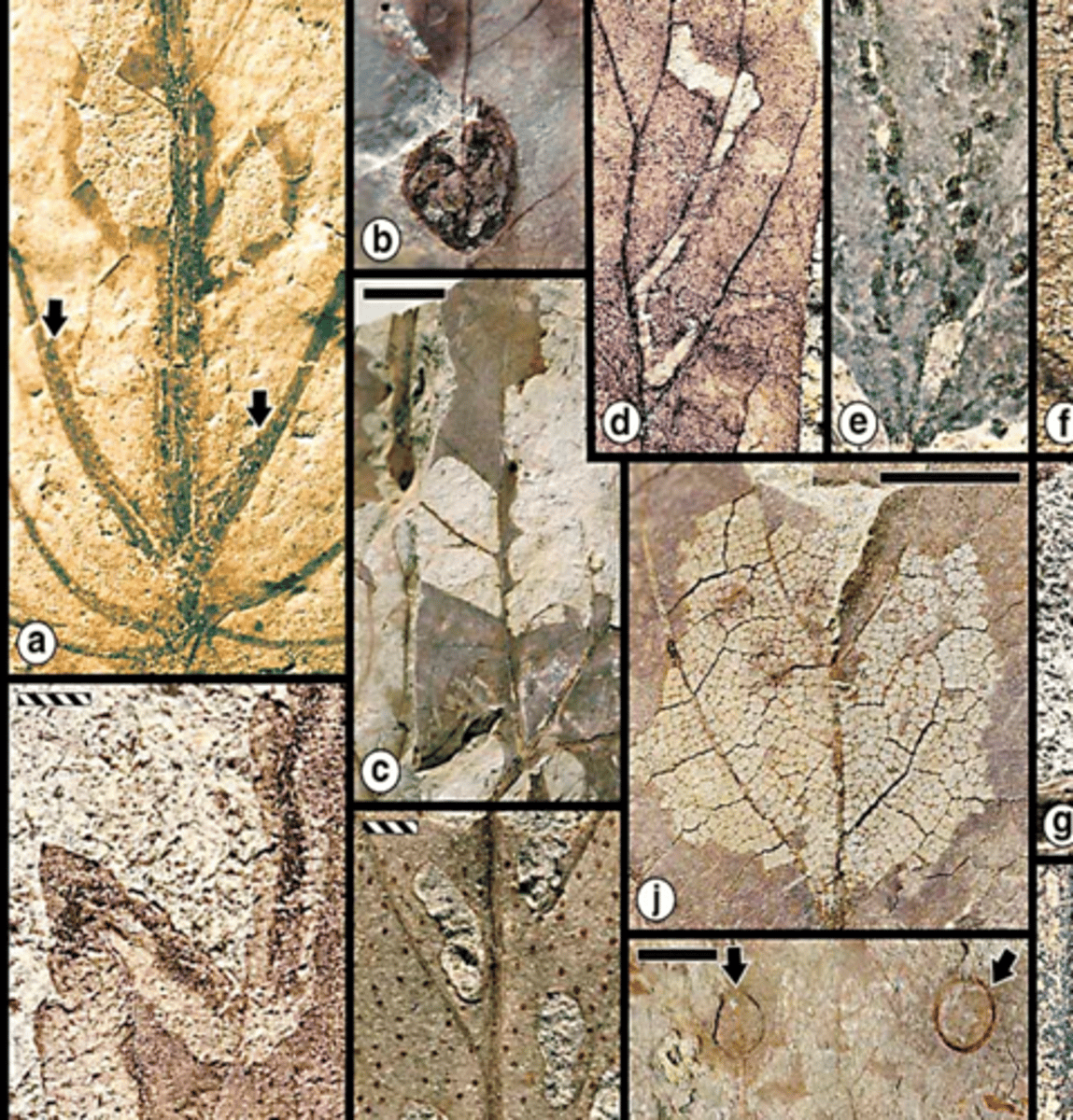 <p>Insect feeding marks on fossil leaves</p>