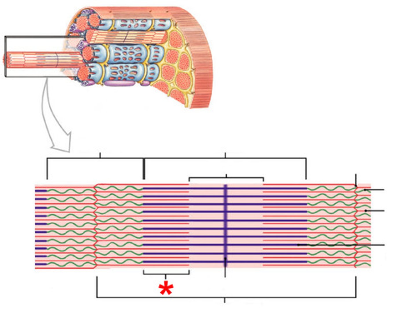 <p>where thick and thin filaments overlap</p>