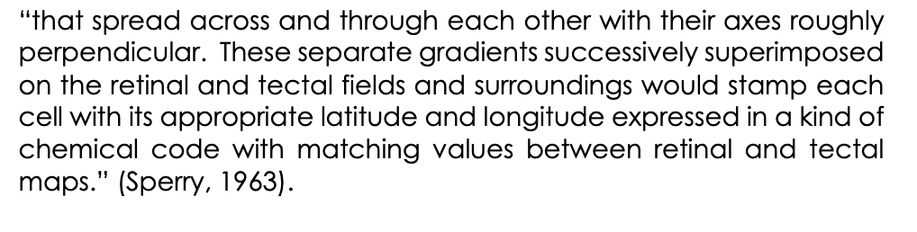 <p>What did Sperry postulate as to how this chemoaffinity hypothesis worked:</p>