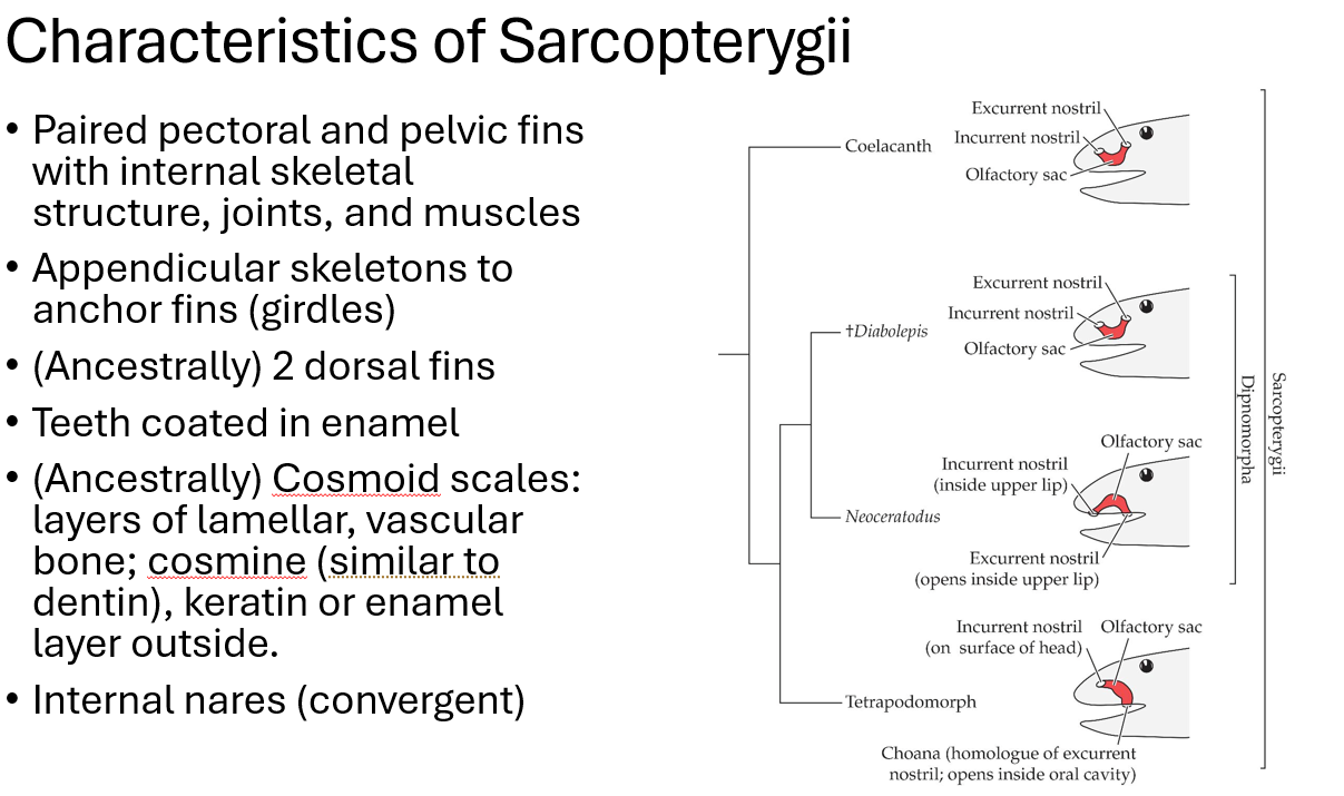 <p><span>•Paired pectoral and pelvic fins with internal skeletal structure, joints, and muscles</span></p><p><span>•Appendicular skeletons to anchor fins (girdles)</span></p><p><span>•(Ancestrally) 2 dorsal fins</span></p><p><span>•Teeth coated in enamel</span></p><p><span>•(Ancestrally) Cosmoid scales: layers of lamellar, vascular bone; cosmine (similar to dentin), keratin or enamel layer outside.</span></p><p><span>Internal nares (convergent)</span></p>