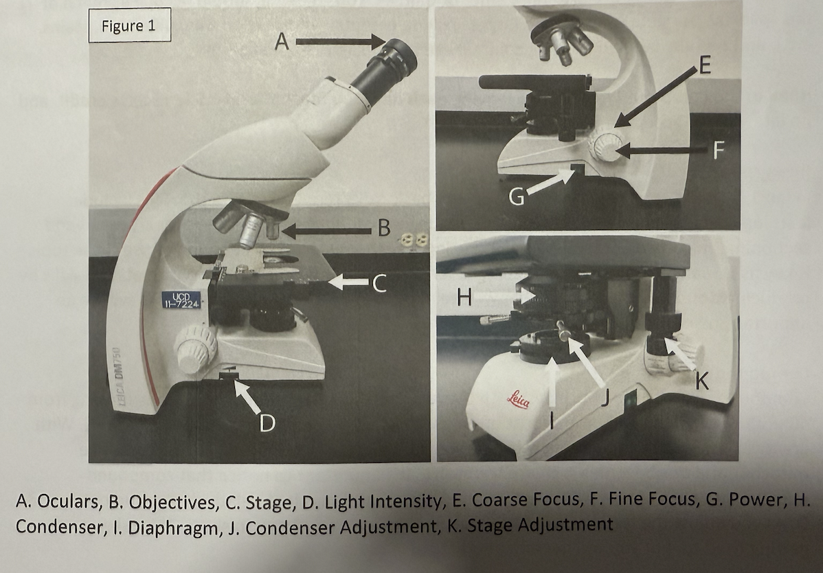 <p>See Lab Manual</p>