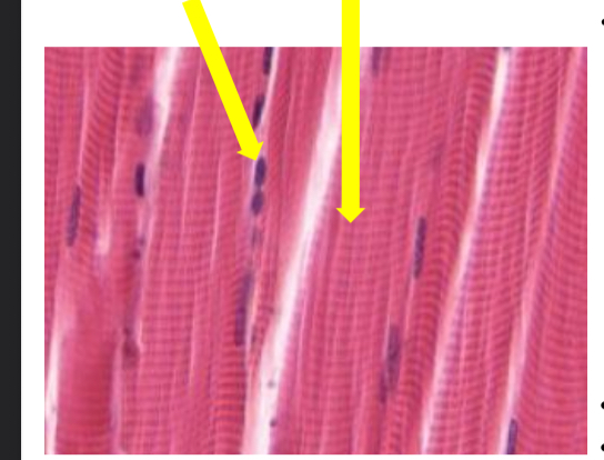 <p>what tissue is this </p>