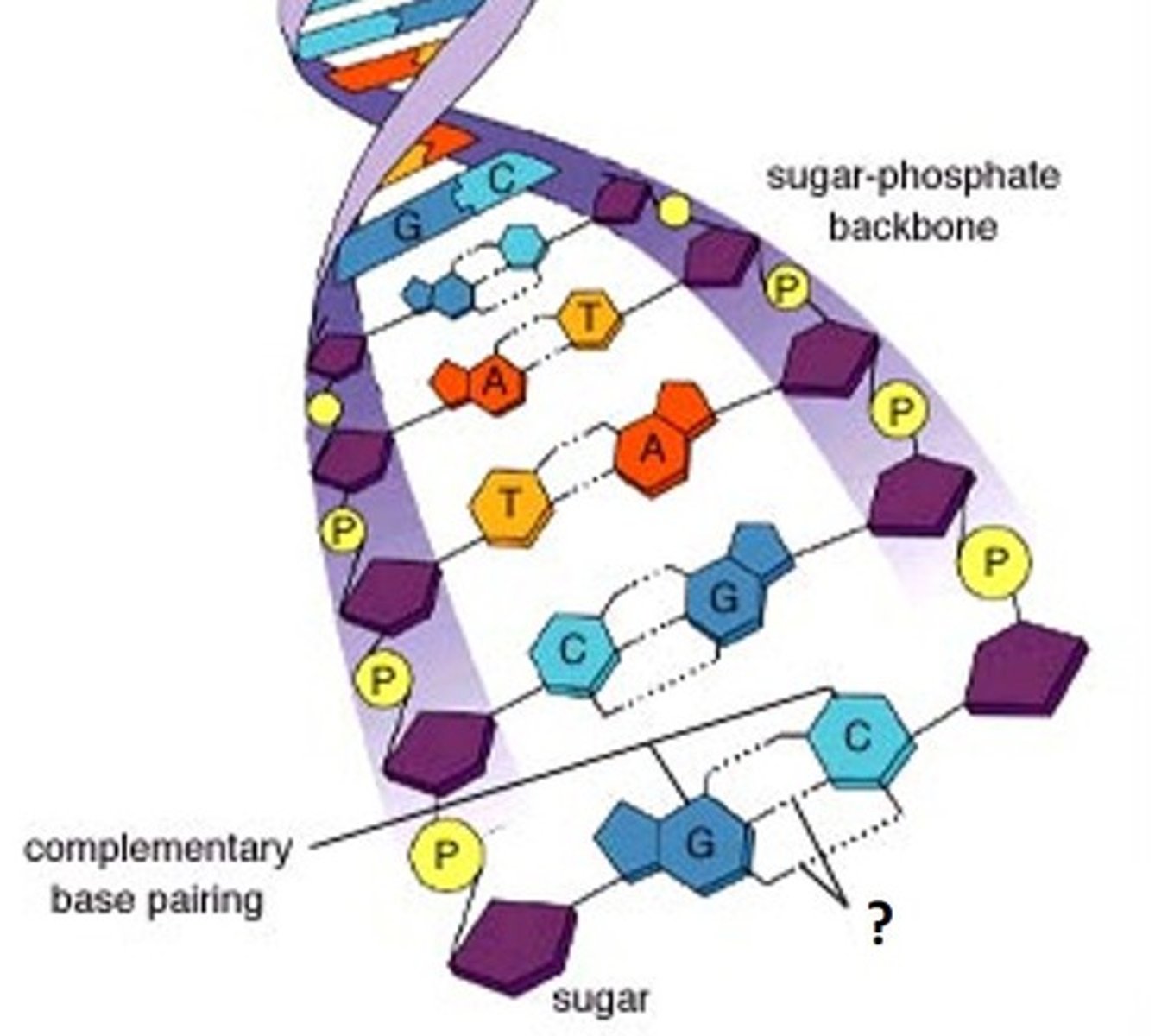 <p>The bonds that hold the two DNA chains together between each base.</p>