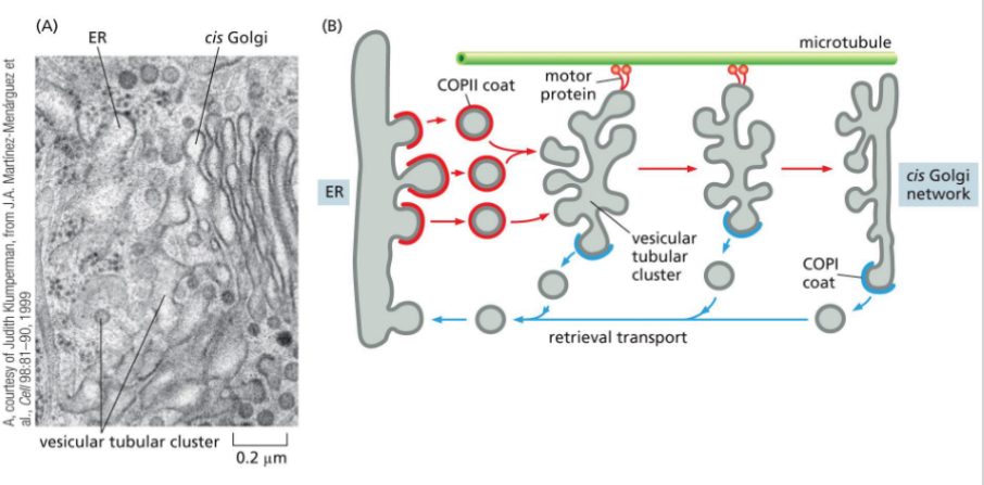 <p>Mediate retrograde transport (retrieval pathway) from Golgi to ER by recognizing ER retention signals; coat switching mechanism is unclear.</p>