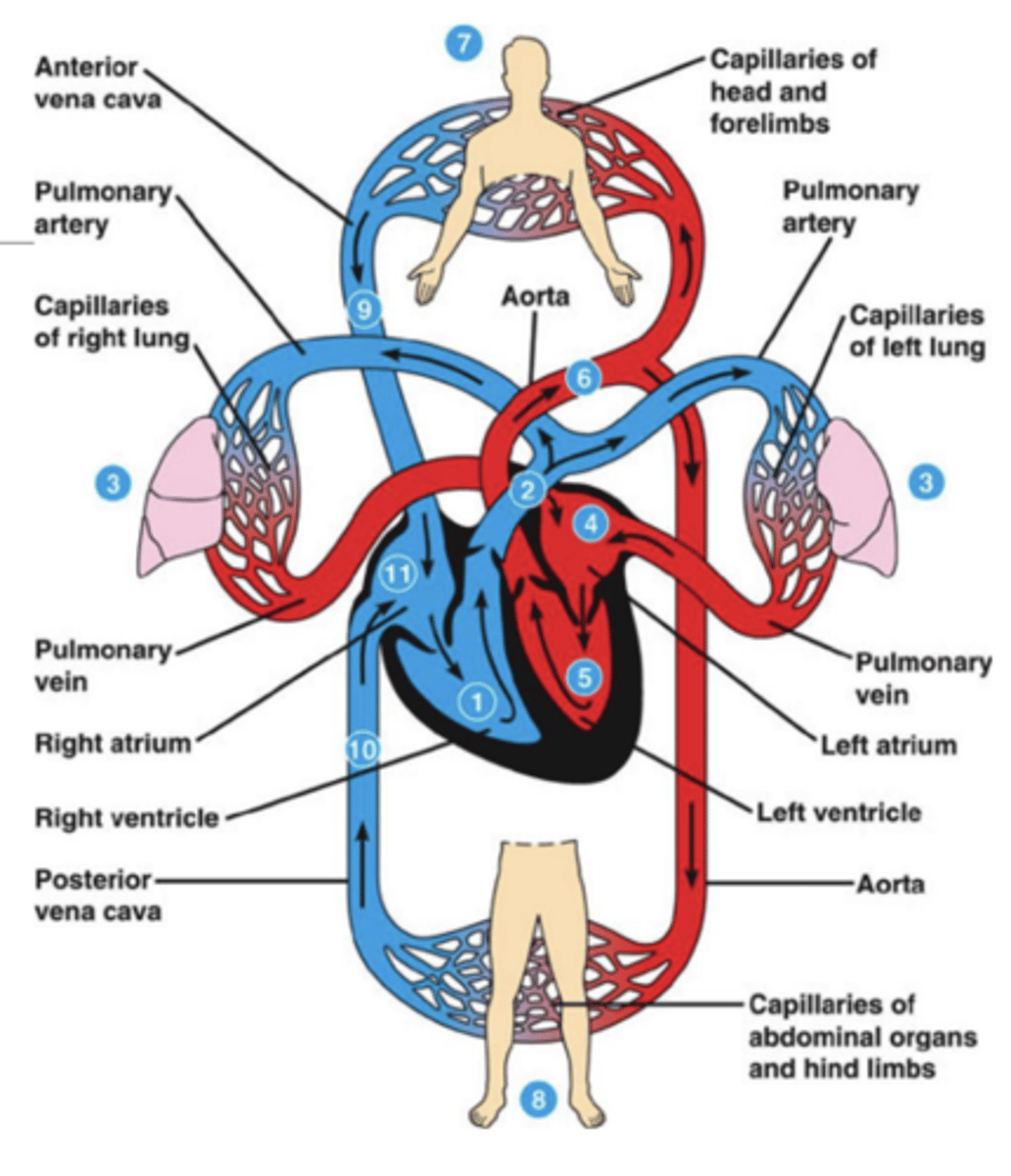 <p>• Decreased peripheral vascular resistance</p><p>• Decreased myocardial contractility</p><p>• Dysrhythmias</p><p>• Depletion of intravascular volume (hypovolemia)</p>