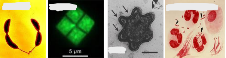 <p>Name the Shapes of the Prokaryotic Cells</p>