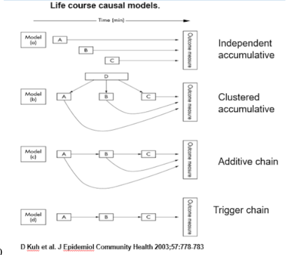 <p>Life Course Theory</p>