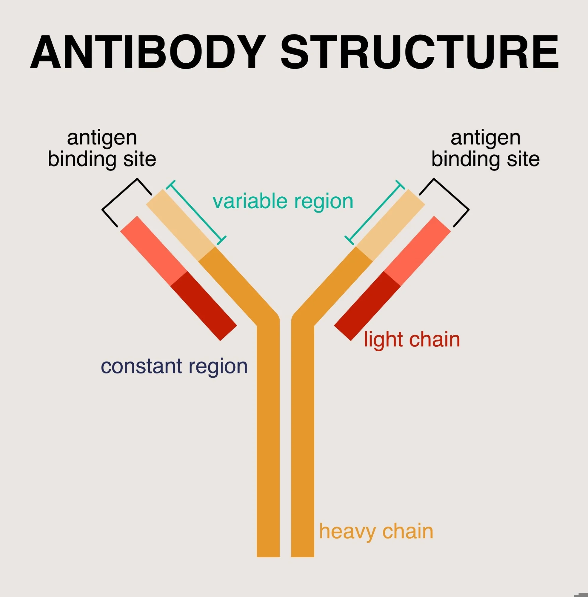 <ul><li><p>Y-shaped glycoprotein with <strong>two heavy and two light chains</strong>.</p></li><li><p><strong>Variable regions</strong> form antigen-binding sites; specific to one epitope.</p></li><li><p><strong>Constant region</strong> determines mechanism of antigen destruction.</p></li><li><p><strong>Disulfide bonds</strong> hold chains together.</p></li><li><p>Hinge region provides flexibility.</p></li></ul><p></p>