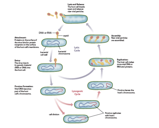 <p>Lytic code &amp; Lysogenic cycle (2.#)</p><p>IMPORTANT</p>