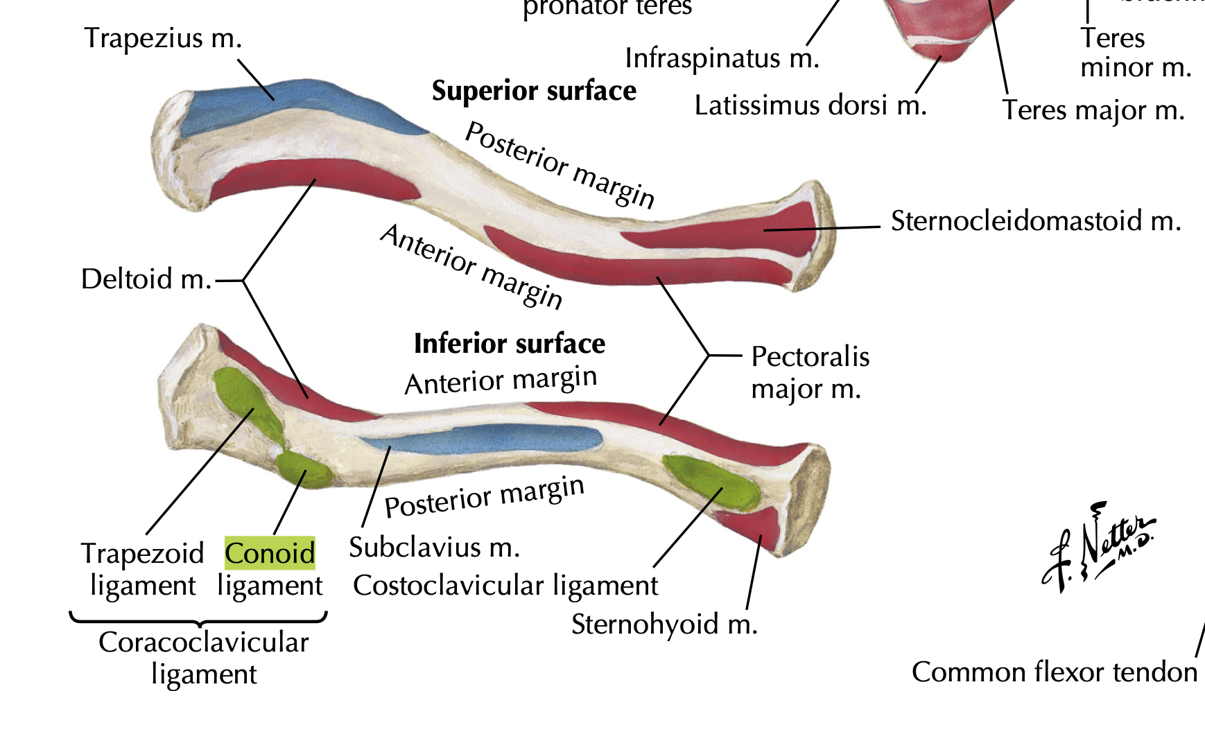 <p>Conoid ligament</p>