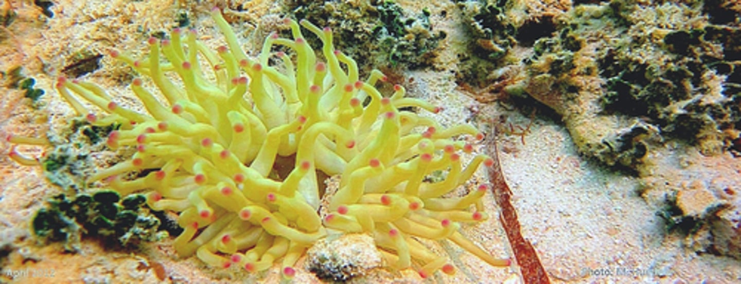 <p>Pillar coral, Dendrogyra cylindrus</p>