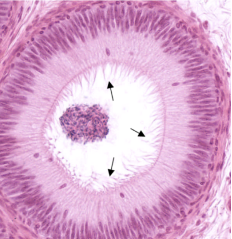<p>What surface modifications on epithelial cells can be seen in this specimen?</p>