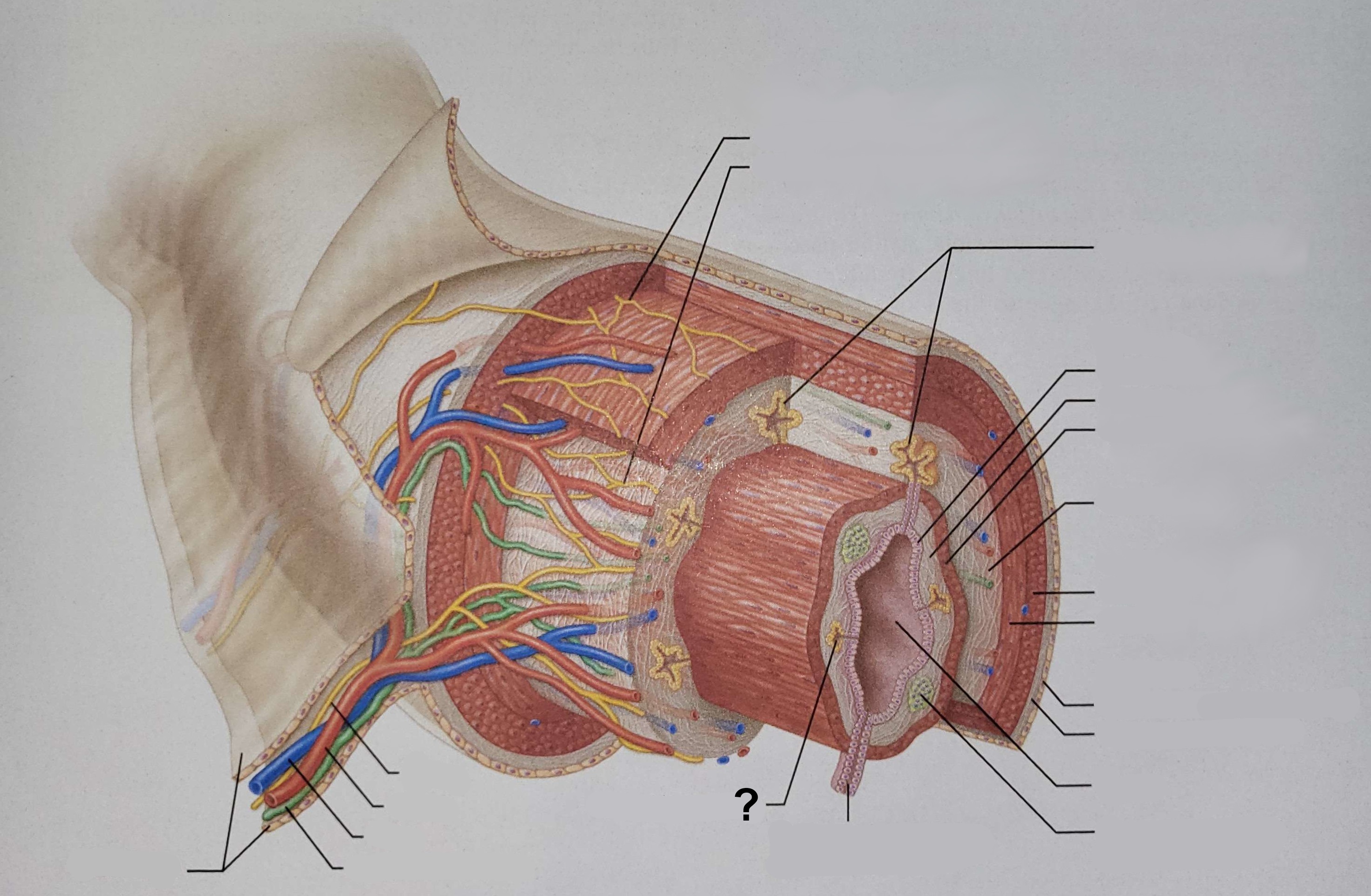 <p>Name the indicated structure.</p>