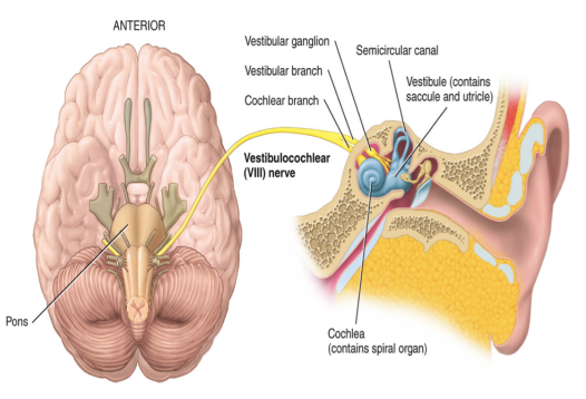 <ul><li><p>located in the peripheral nervous system</p></li><li><p>there are 12 pairs of cranial nerves</p><ul><li><p><strong>10/12 are associated with the brain stem: III-XII</strong></p></li><li><p><strong>3/12 carry only sensory impulses</strong></p><ul><li><p>I: olfaction (smell)</p></li><li><p>II: optic (vision)</p></li><li><p>VIII: vestibulocochlear</p></li></ul></li><li><p><strong>9/12 are mixed nerves → carry both sensory and motor information</strong></p><ul><li><p>the cell bodies of the motor neurons in mixed nerves are located in nuclei of the brain stem</p></li><li><p>the cell bodies of the sensory neurons in mixed nerves are located in ganglia outside of the central nervous system</p></li></ul></li></ul></li></ul><p></p>