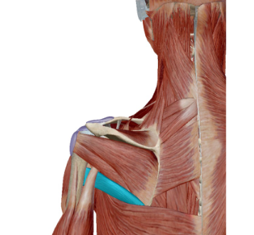 <p>Musculus teres major </p>