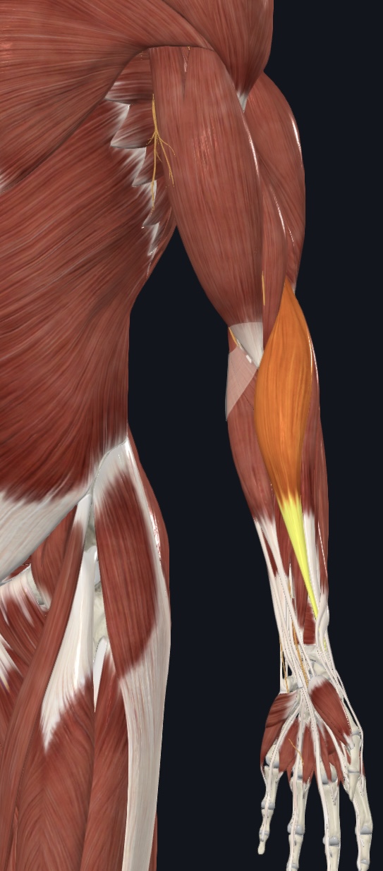 term image