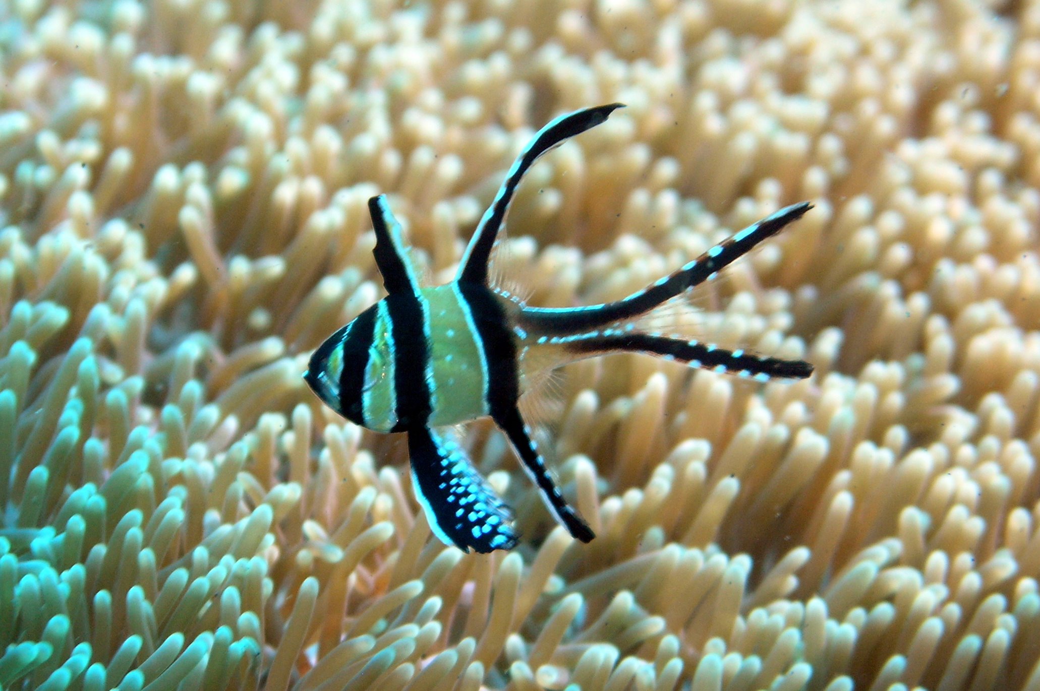 <p>Apogonidae</p>