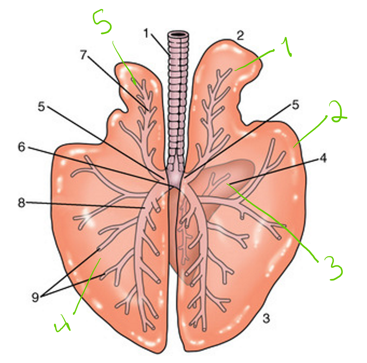 <p>identify these structures, lungs of horse. What basic facies/parts are the lungs divided into?</p>