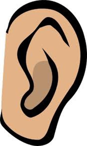 <p>Ear</p>